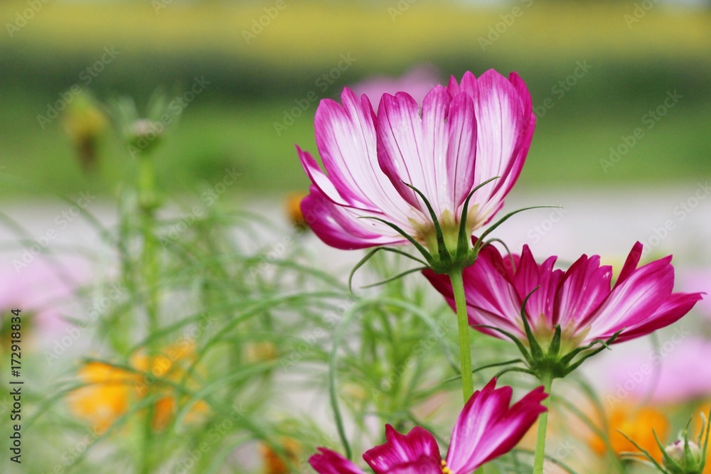 Beautiful cosmos colorful flowers in the garden