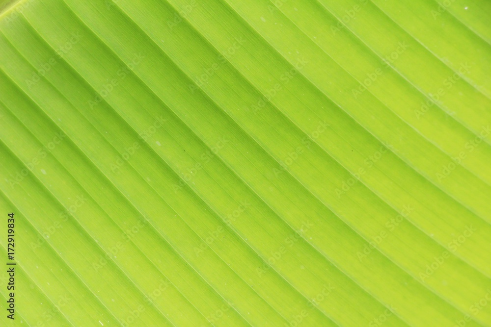 Green leaf background is beauty in nature Green leaf background is beauty in nature