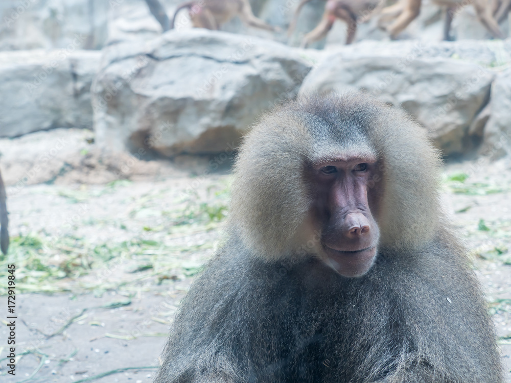 Obraz premium The portrait of a male baboon