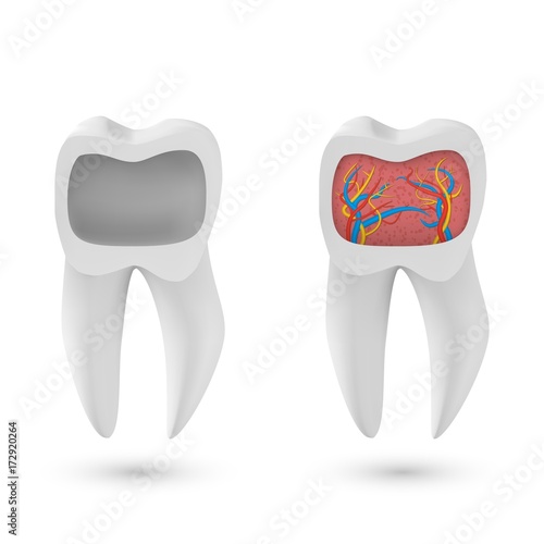 Illustration of Vector Realistic 3D Tooth Set. Healthy Teeth Set Care Vector Product Template Isolated on White Background