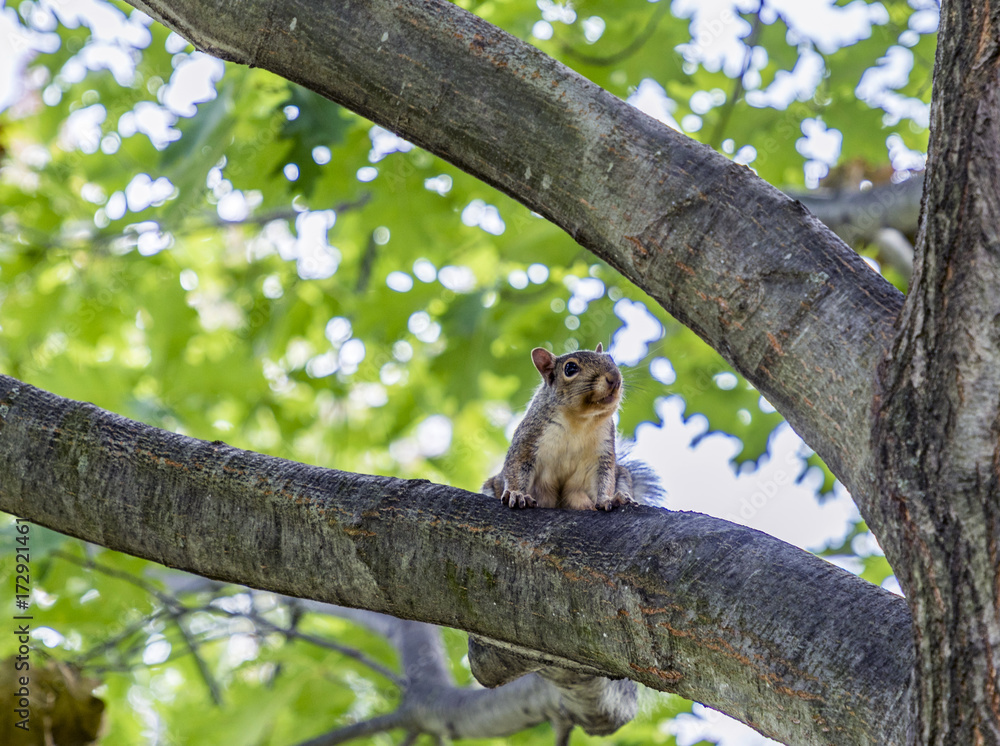 squirrel at the tree squirrel at the tree
