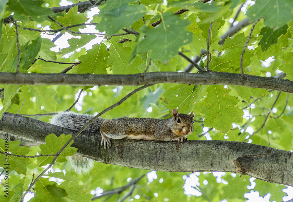 squirrel at the tree squirrel at the tree