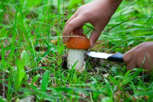 cutting mushroom