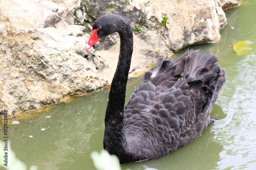 Fototapeta premium Black swan in the pond