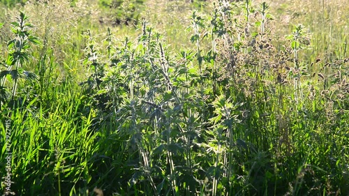 Leonurus cardiaca - a herbaceous perennial plant of family photo