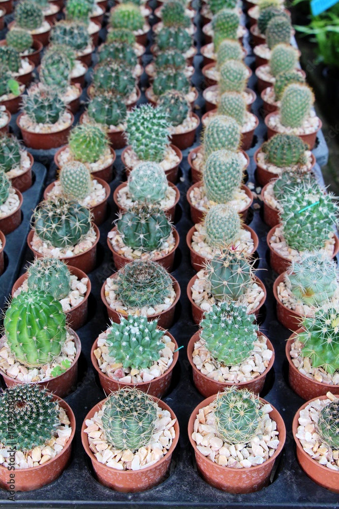 Fototapeta premium Beautiful small the cactus in the pot