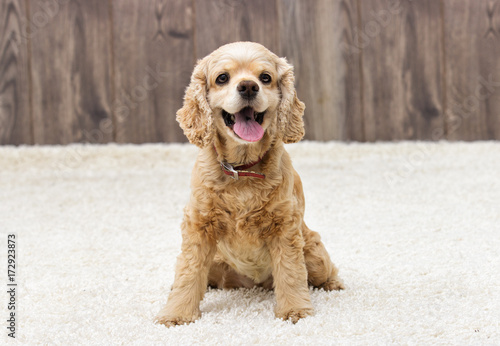 American cocker spaniel sitting and looking