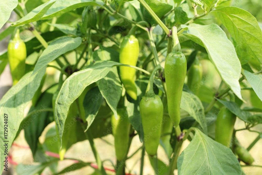 Fototapeta premium Green bell peppers hanging on tree in garden