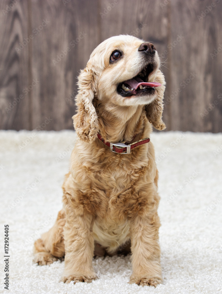 Obraz premium American cocker spaniel sitting and looking in the apartment