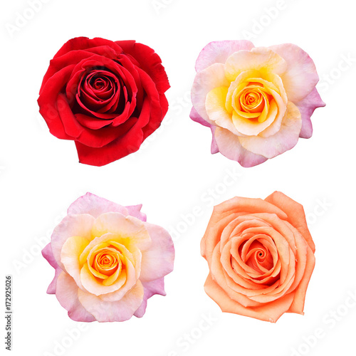 Beautiful collection of roses flowers isolated on white background © lana839