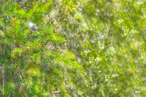 spruce branches on a blurry background with bokeh effect