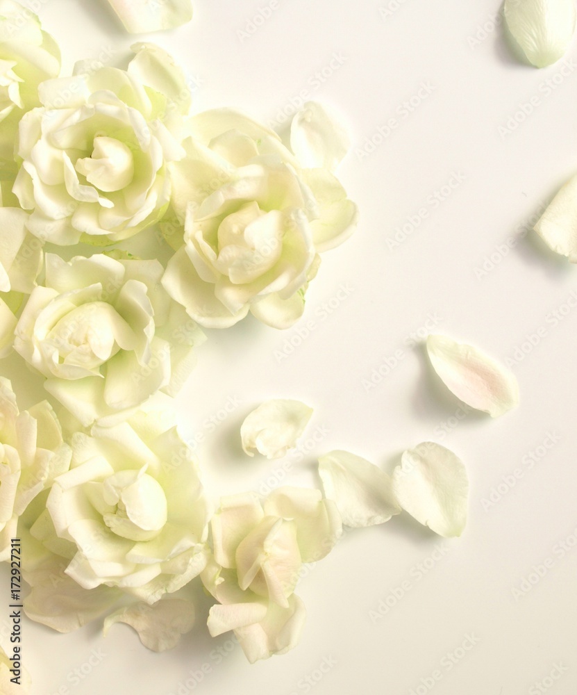 ナチュラルな白い薔薇の花びら 白背景 背景素材 Stock Photo Adobe Stock