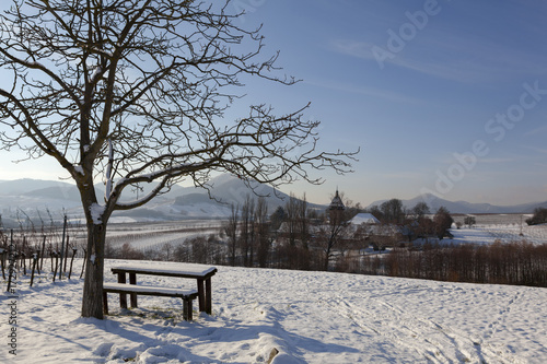 Winter in den Weinbergen bei Siebeldingen in der Südpfalz