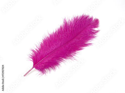 Colorful Artificial Feather Shot on White Background