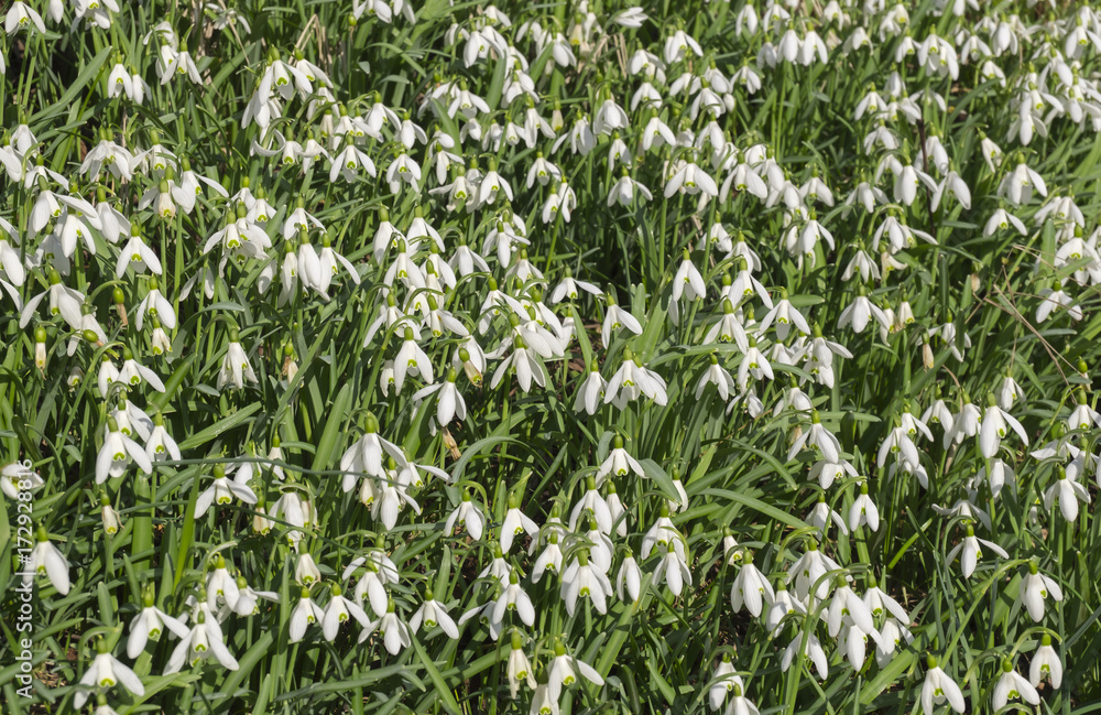 Schneeglöckchen (Galanthus) Schneeglöckchen (Galanthus)