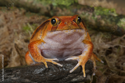 very close showing the full face of a tomato frog facing the camera