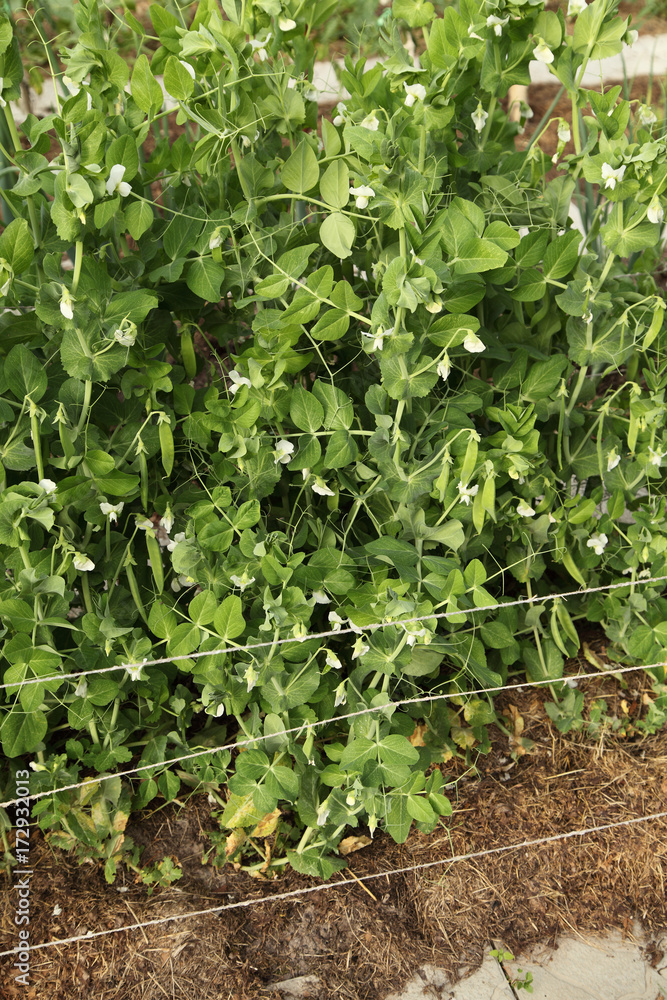 Peas grow in the garden. Green vegetables for vegetarian food. Peas grow in the garden. Green vegetables for vegetarian food.