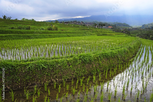 Fototapeta Naklejka Na Ścianę i Meble -  scenic panorama landscape view of amazing beautiful green rice terrace paddy field in Jatiluwih Bali