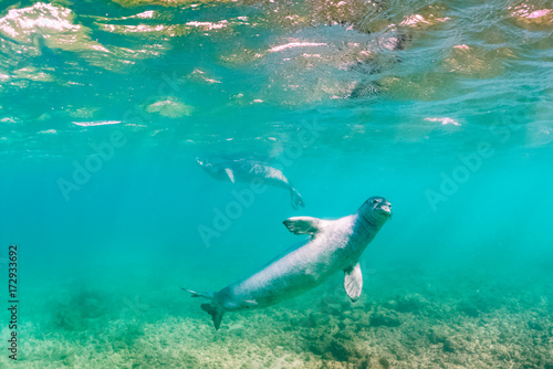 Monk Seals Swimming Underwater photo