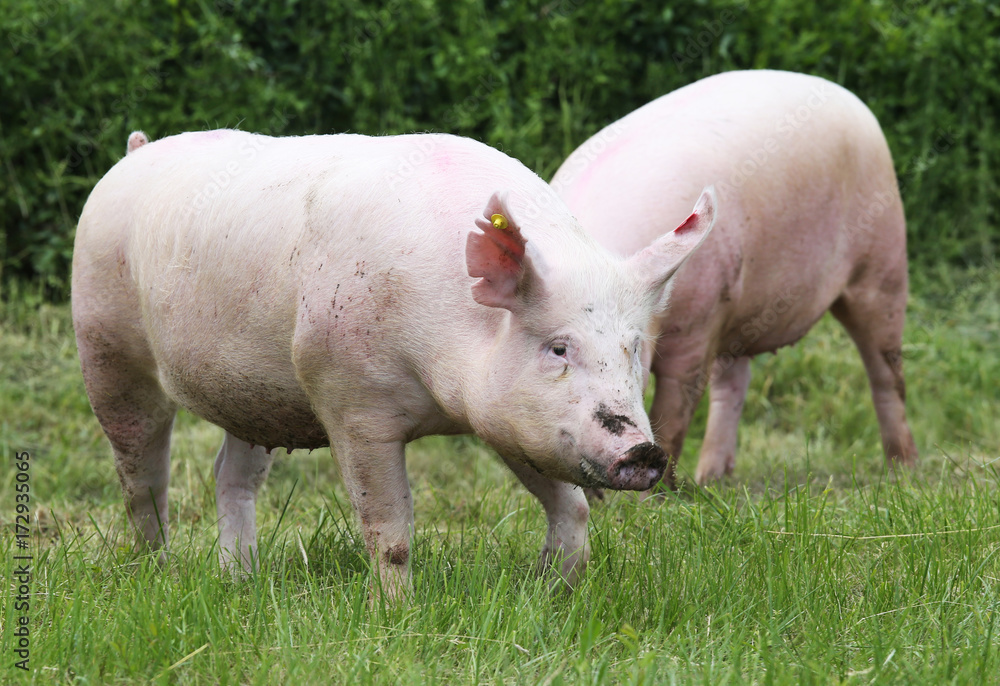 Pigs farming raising breeding in animal farm rural scene Pigs farming raising breeding in animal farm rural scene