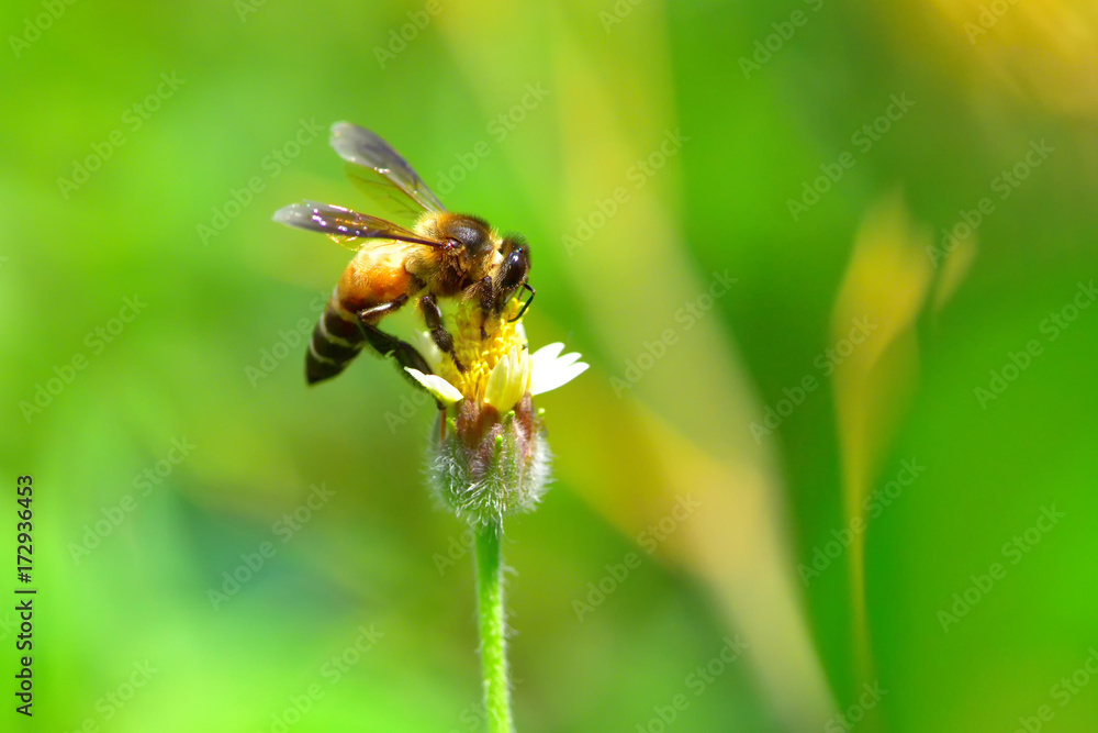 a Bee perched on the beautiful flower a Bee perched on the beautiful flower