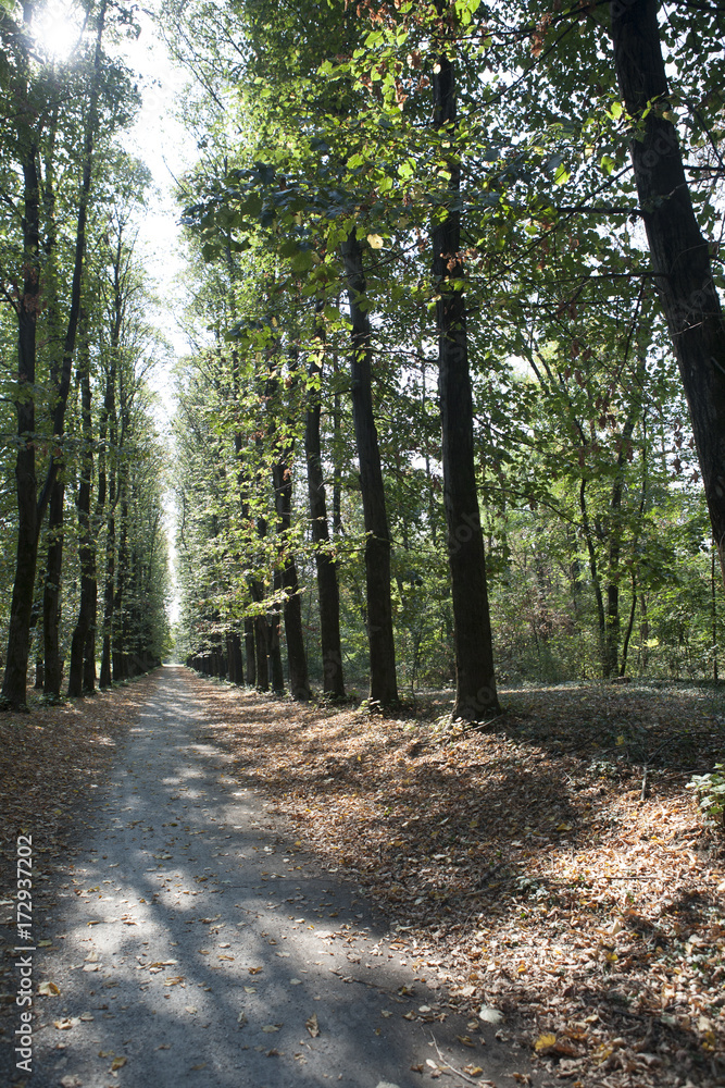 Obraz premium Viale boschivo