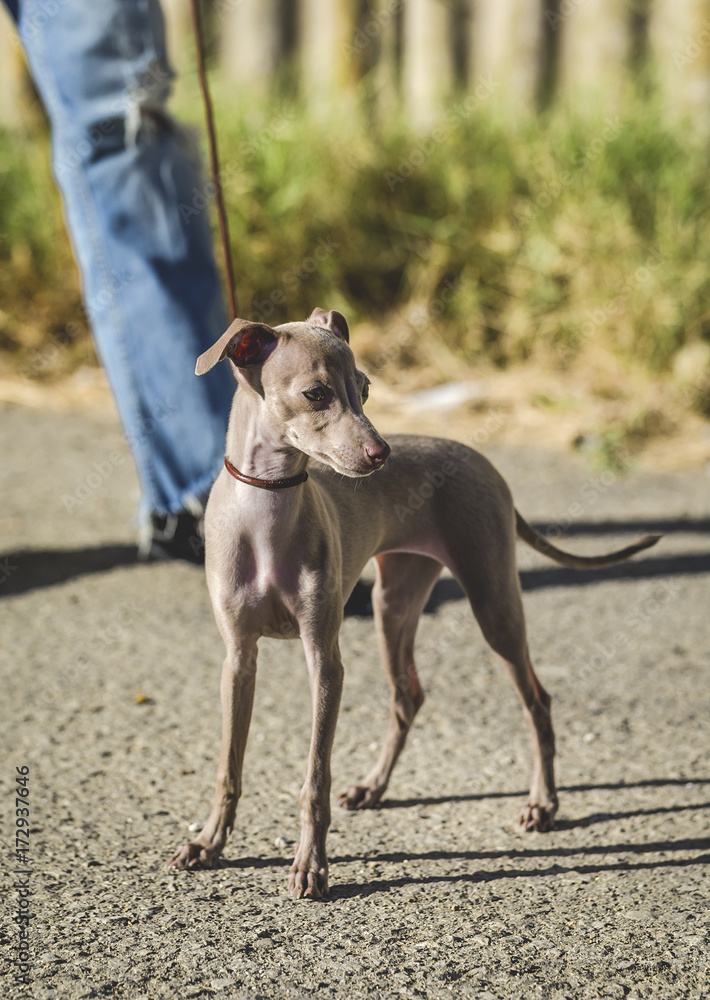 Portrait of little italian greyhound dog Portrait of little italian greyhound dog