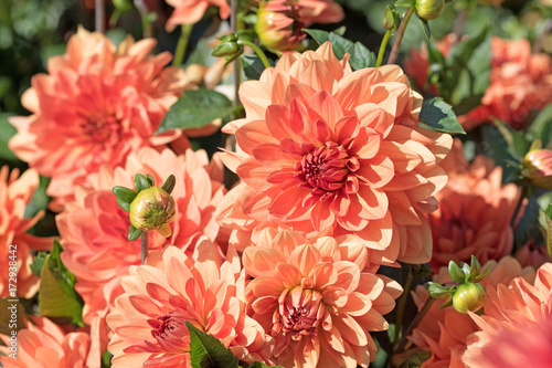 Fototapeta Naklejka Na Ścianę i Meble -  Dahlien, Dahlias