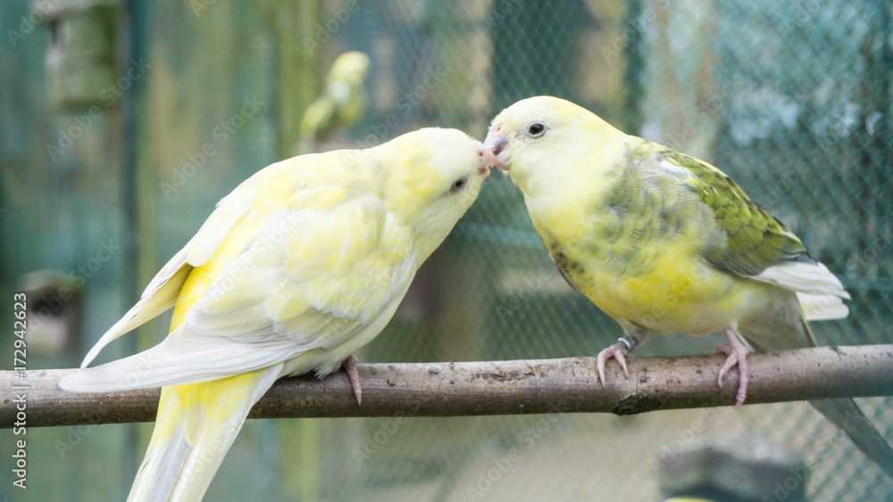 Obraz premium budgerigar birds. parrots. budgie