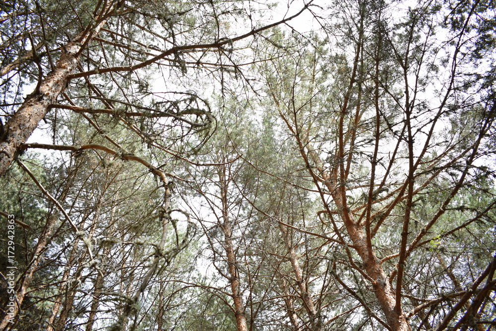 bosque bosque