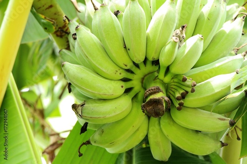 Bunch of banana on tree with nature
