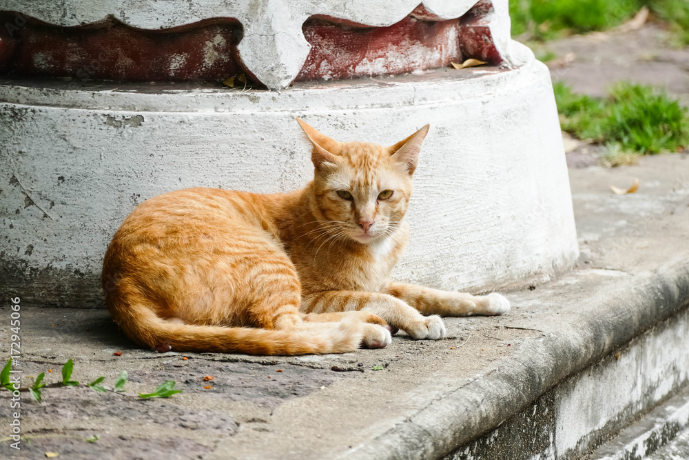 The orange cat homeless cat lives in a temple in Thailand. The orange cat homeless cat lives in a temple in Thailand.