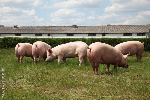  Pigs enjoying sunshine on green grass near the farm