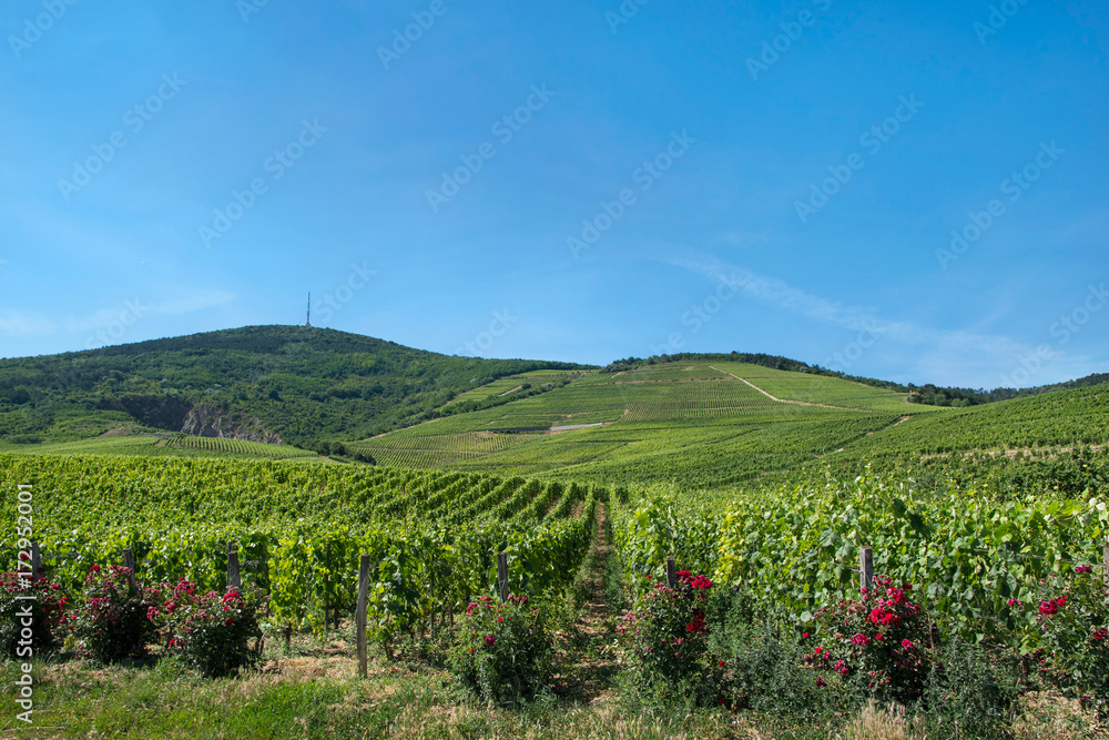 Tokaj wine region, Hungary