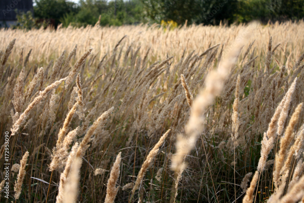 Fototapeta premium A beautiful evening in a rye field.