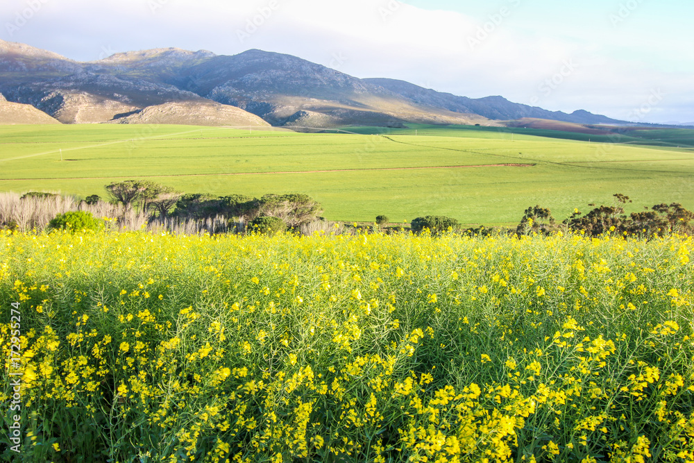 Green farm landscape with yellow canola field in foreground and mountains in the background, Western Cape, South Africa.