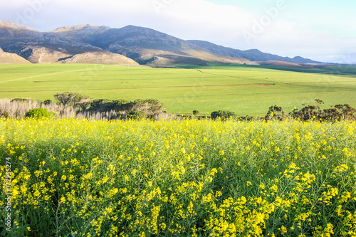 Green farm landscape with yellow canola field in foreground and mountains in the background  Western Cape  South Africa.