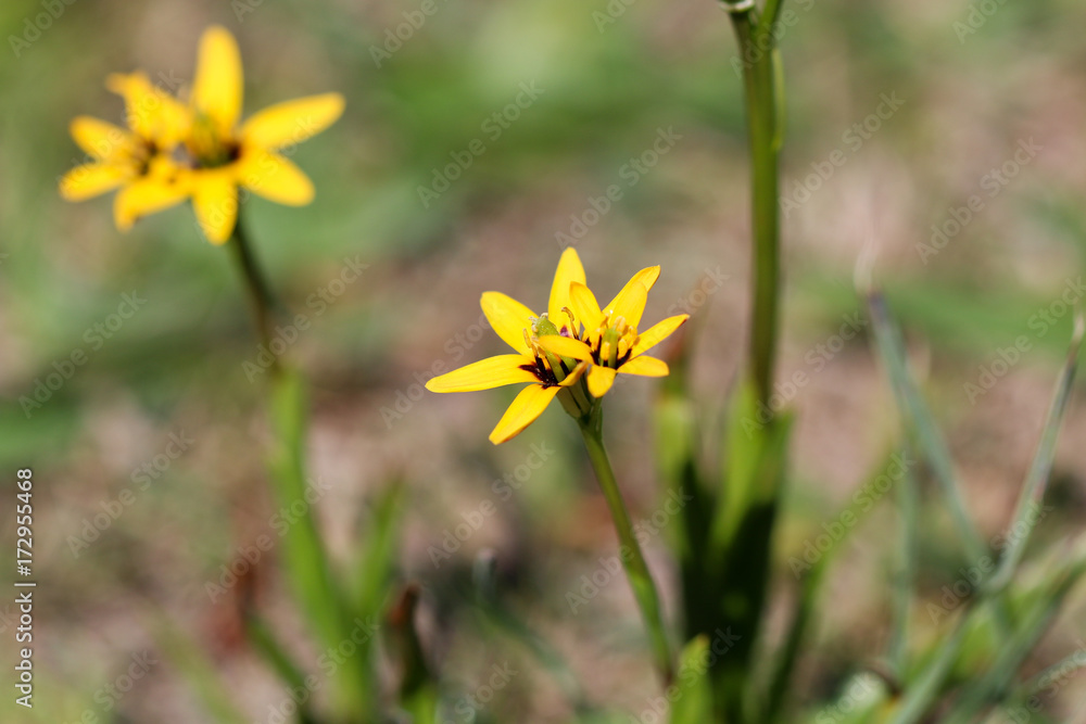 Tiny yellow star-shaped flower close-up in a field growing on the ground. Tiny yellow star-shaped flower close-up in a field growing on the ground.