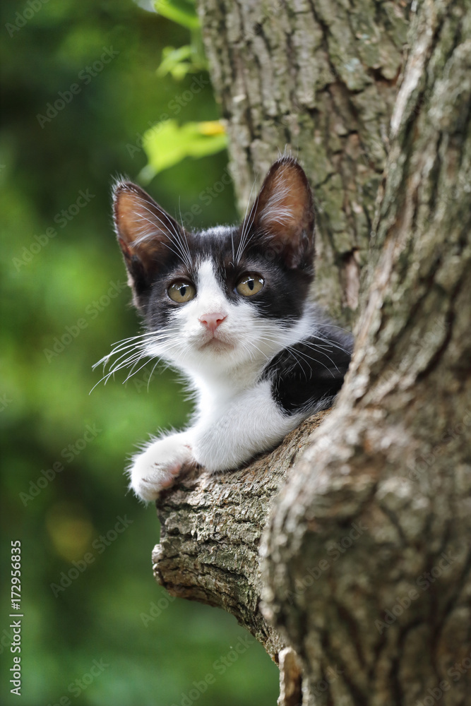 木の上のハチワレ子猫