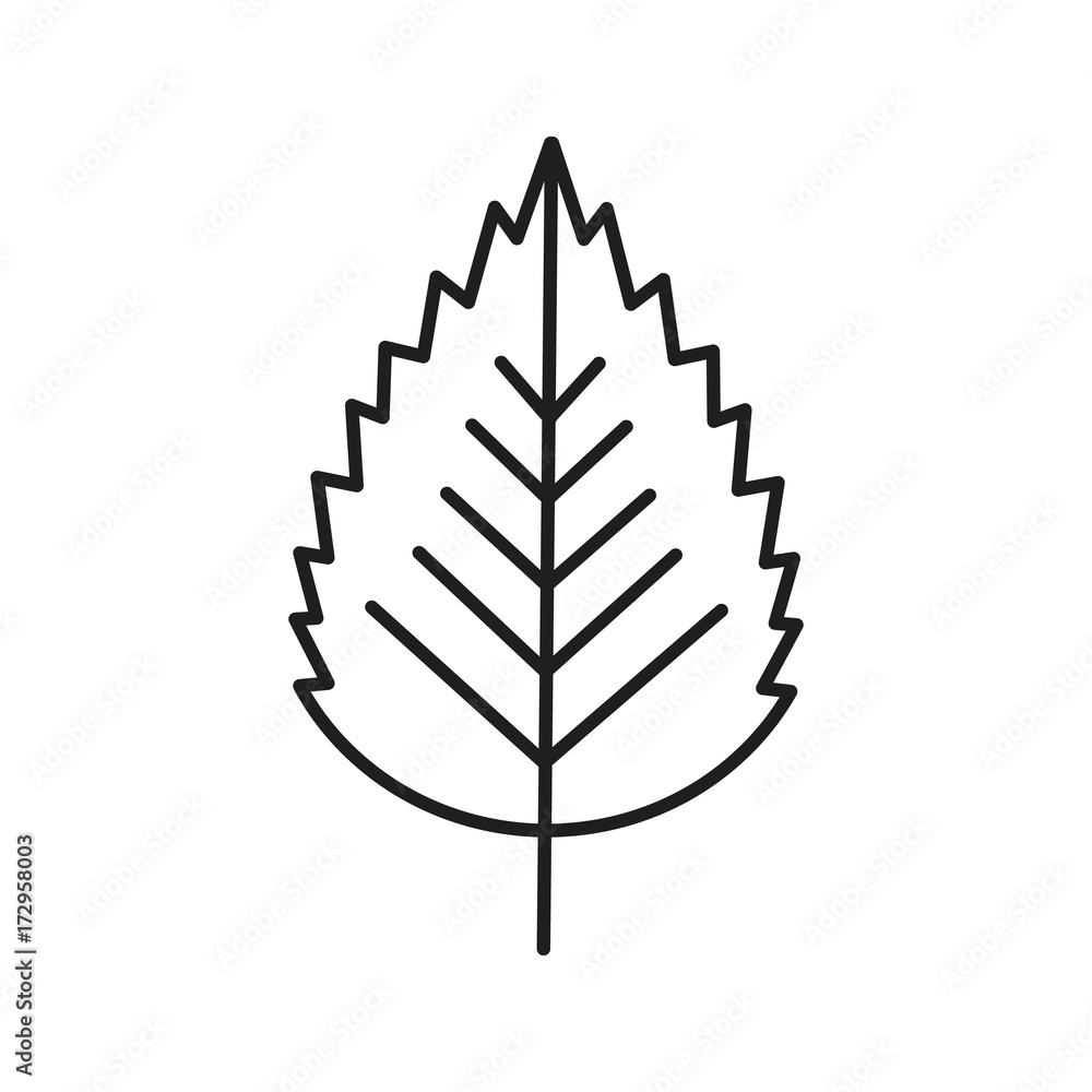 Birch leaf linear icon Birch leaf linear icon