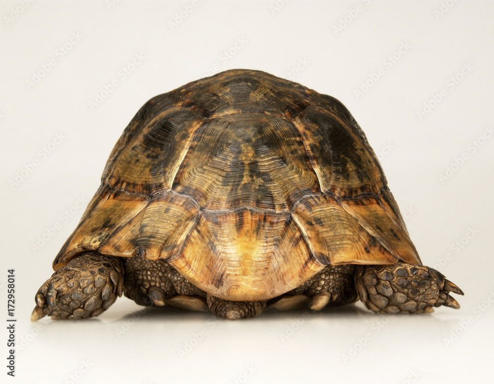 Obraz premium Tortoise on white background