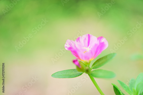 Fototapeta Naklejka Na Ścianę i Meble -  Beautiful small pink flower field with soft pastel background in sunny day,Common Purslane, Verdolaga, Pigweed, Little Hogweed ,Pusley flowers