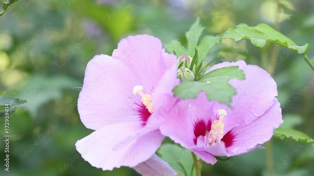 Close-up of beautiful hibiscus flowers. Close-up of beautiful hibiscus flowers.