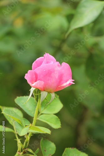 Wallpaper Mural Beautiful roses is blooming in the garden Torontodigital.ca