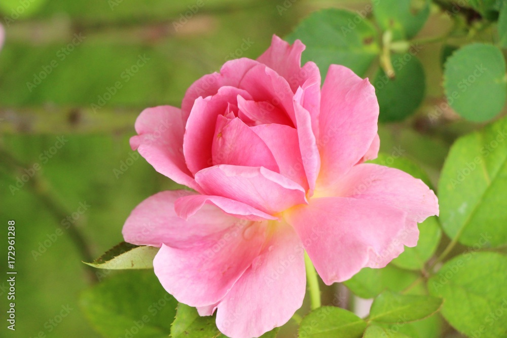 Beautiful roses is blooming in the garden Beautiful roses is blooming in the garden