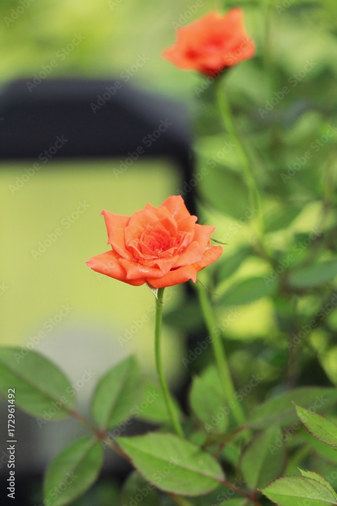Fototapeta premium Beautiful roses is blooming in the garden