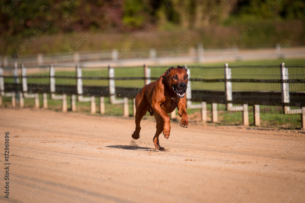 Rhodesian Ridgeback Windhunderennbahn Coursing Rhodesian Ridgeback Windhunderennbahn Coursing