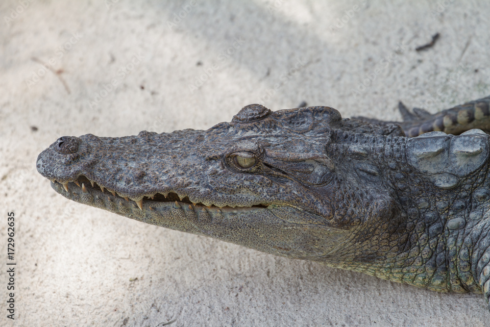 Obraz premium Close up of Siamese Crocodile