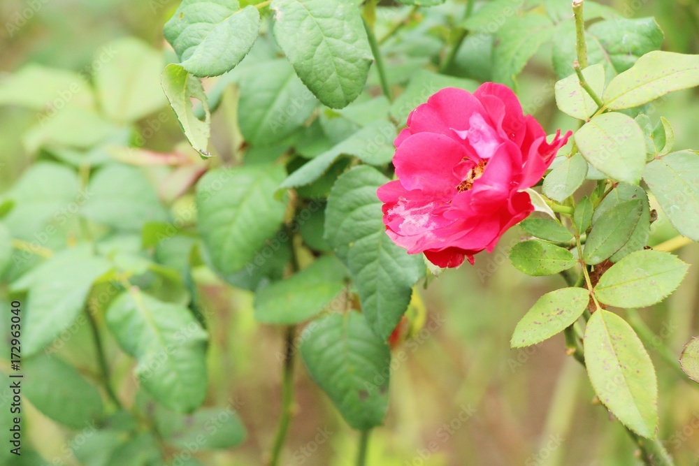 Beautiful roses is blooming in the garden Beautiful roses is blooming in the garden