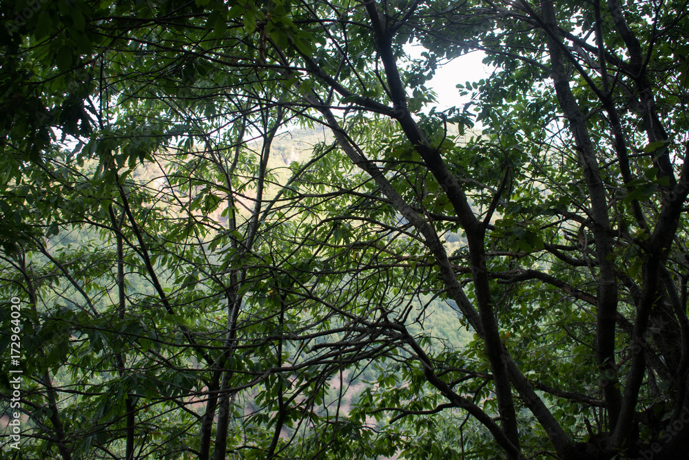 Fototapeta premium mountainous terrain. forests and trees